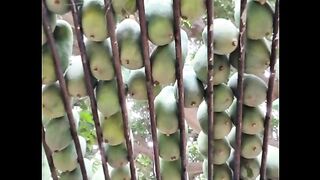 Sindhi mangoes