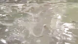 Penyakit ini yang sering menyerang ikan lele saat musim bediding