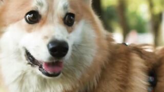 Akin Chaktty hints at Walking your Dog's Daily