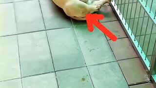 A Bulldog mom struggling to give birth to 18 puppies ☹️???? #animals