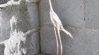Narkoba ni ayam.