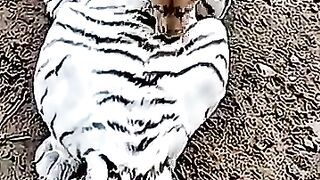 A mother is still a mother even if she's a different species #shorts #tiger