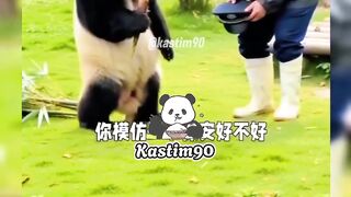 FU BAO SUDDENLY BECAME A POLICE OFFICER???????? SO FUNNY #panda #funnyvideo