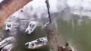 leopard cub almost got eaten by a crocodile