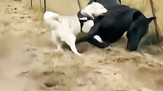 S Rescue a trapped horse