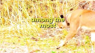The Secret Behind Every Hunt