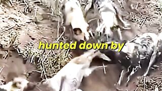 Hippo's Rescue Turned Into Betrayal