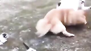 Mother Cat Protects Her Kittens From a Dog Attack ???? ,, #fyp #vidioreel #trending #comedy #punnycomedy