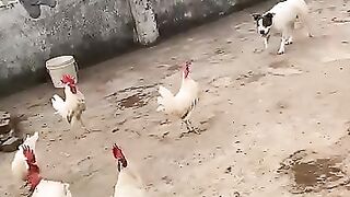 Pitbull vs chicken ???? ????????