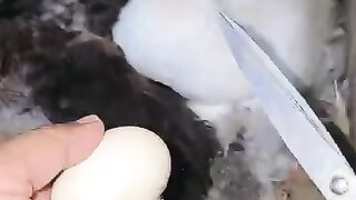 netas_360p.mp4