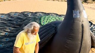 POV: You survive a desert storm inside a giant peacock