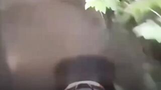 parah beruang satu ini???????????? - Tigerasia88