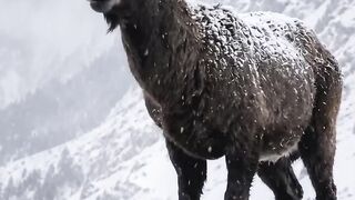 A Snow Dear