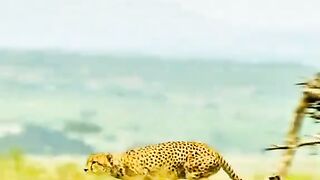 cheetah fatest runner