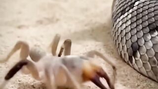 ????????️ A Deadly Showdown: