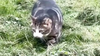 catcore 3