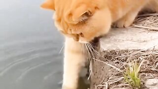 Kucing Oyen yang lucu