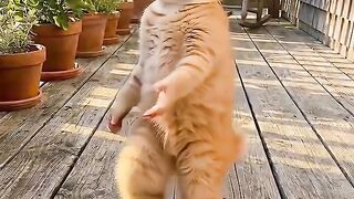 Tarian Kucing