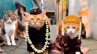 Kucing yang cantik