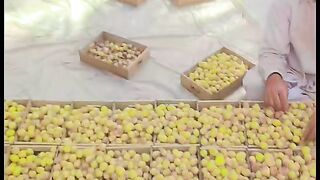 Working hard dates fruit ???????? packing