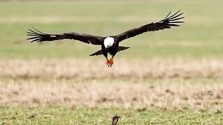 wonder ful moments of eagles