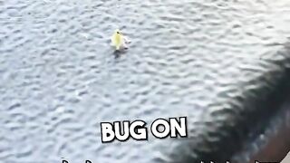 Tiny Dancing Bug ????