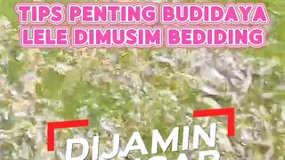 Tips Budidaya Lele di musim bediding