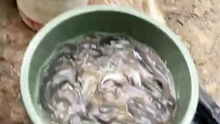 Penyebab bobot ikan lele susut saat panen sortir dan diperjalanan