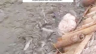 4 Penyebab UTAMA bobot ikan lele suka susut drastis