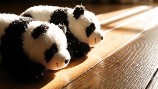 Two panda plush toys resting on wooden floor motion video footage