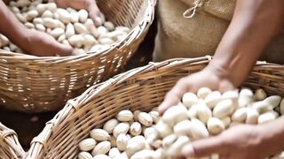 Chocolates manufacturing