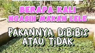 Berapa kali ngasih makan lele❗Apakah pakan harus kita Bibis