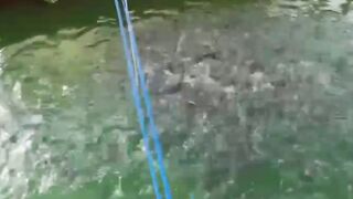 Apa manfaat pemupukan air kolam dengan probiotik❓