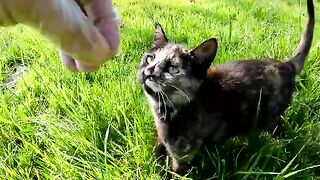 Behind every collar on a stray cat's neck lies a touching story.
