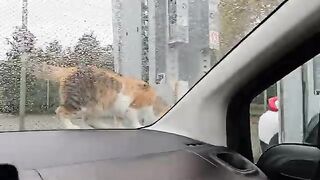 It all started with a cat  up to my car window.