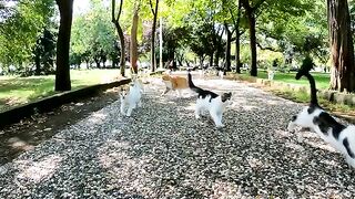 A gathering of cats that surpasses imagination