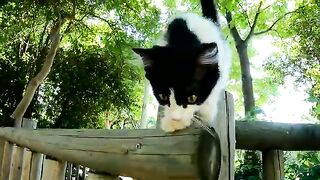 Few things in this world can compare to the magic of watching a well-fed kitten.