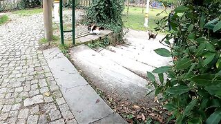 Why Are Hundreds of Stray Cats Following This Man?