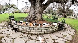 A world full of more cats than you can imagine