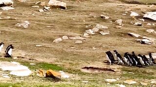 A colony of penguins resting together on a rocky coastal landscape.