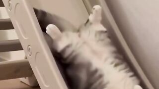 Domestic tabby cat resting peacefully indoors near a standing mirror.
