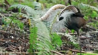 Elegant white bird standing among green fern plants in a forest environment.