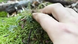 Natural mushroom emerging from moss and leaf litter on the forest floor.