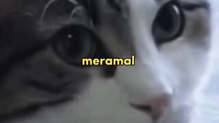Malaikat Maut Berbulu: Kisah Oscar, Kucing yang Bisa Meramal 100 Kematian ????????
