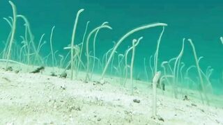 Garden Eel adalah jenis belut laut yang hidup di dasar laut berpasir