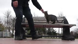 The Man Who Found in the Arms of Stray Cats