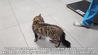 The accident that forever changed the future of Casanova's village cat