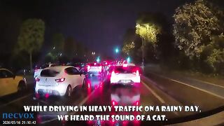 We Became a Miracle for This Kitten While Cars Continued to Run Him Over