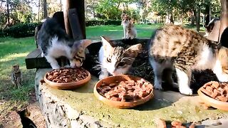 Behind Every Stray Cat Is a Story of Abandonment