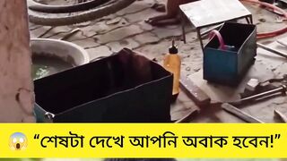 ???? গ্যারেজে বানর স্ক্রু-ড্রাইভার হাতে…